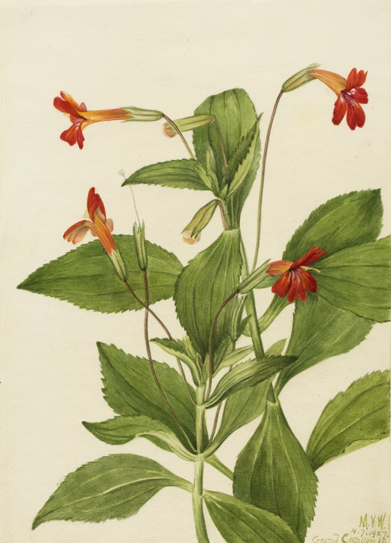 Cardinal Monkey Flower (Mimulus cardinalis) by Мэри Вокс Уолкотт, 1927 — digital art print download