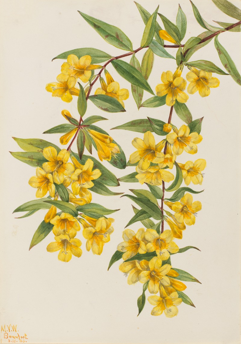 Carolina Jessamine (Gelsemium sempervirens) by Мэри Вокс Уолкотт, 1926 — digital art print download