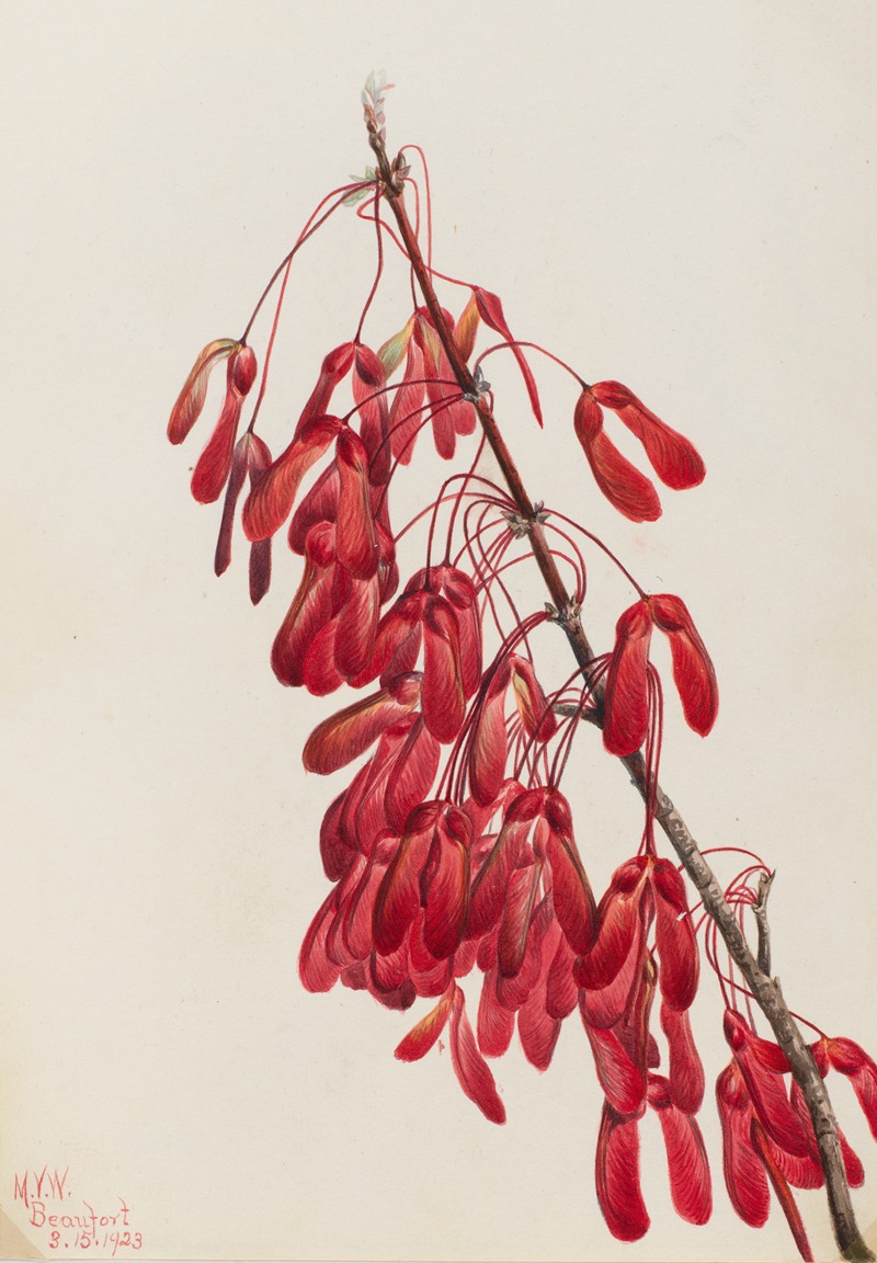 Carolina Maple (Acer carolinianum) by Мэри Вокс Уолкотт, 1923 — digital art print download