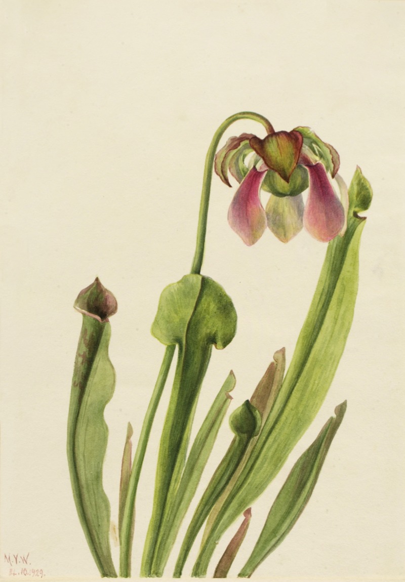 Catesby Pitcherplant (Sarracenia catesaei) — Mary Vaux Walcott