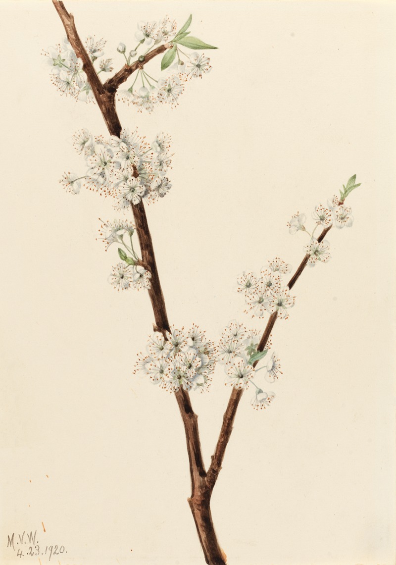 Chickasaw Plum (Prunus angustifolia) — Мэри Вокс Уолкотт