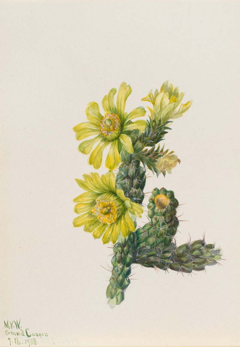 Cholla Opuntia whipplei by Мэри Вокс Уолкотт, 1938 — digital art print download