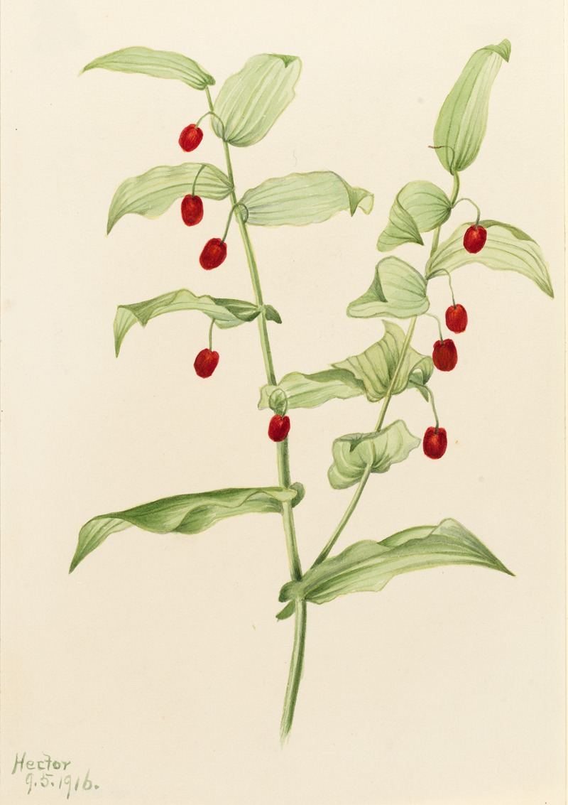 Clasping Twisted Stalk (Streptopus amplexifolius) by Мэри Вокс Уолкотт, 1916 — digital art print download