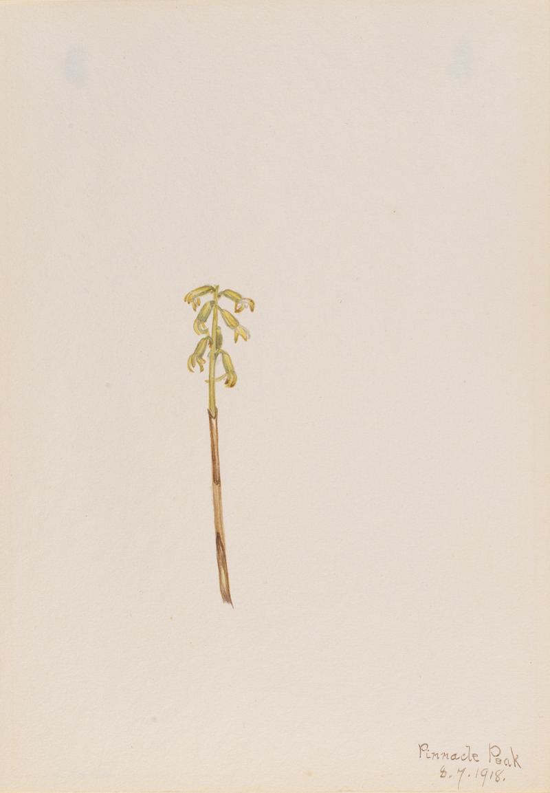 Corathorhiza corallorhiza by Мэри Вокс Уолкотт, 1918 — digital art print download