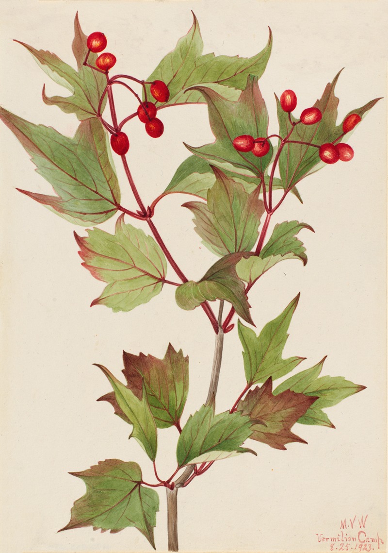Cranberrybush (Viburnum pauciflorum) — Мэри Вокс Уолкотт