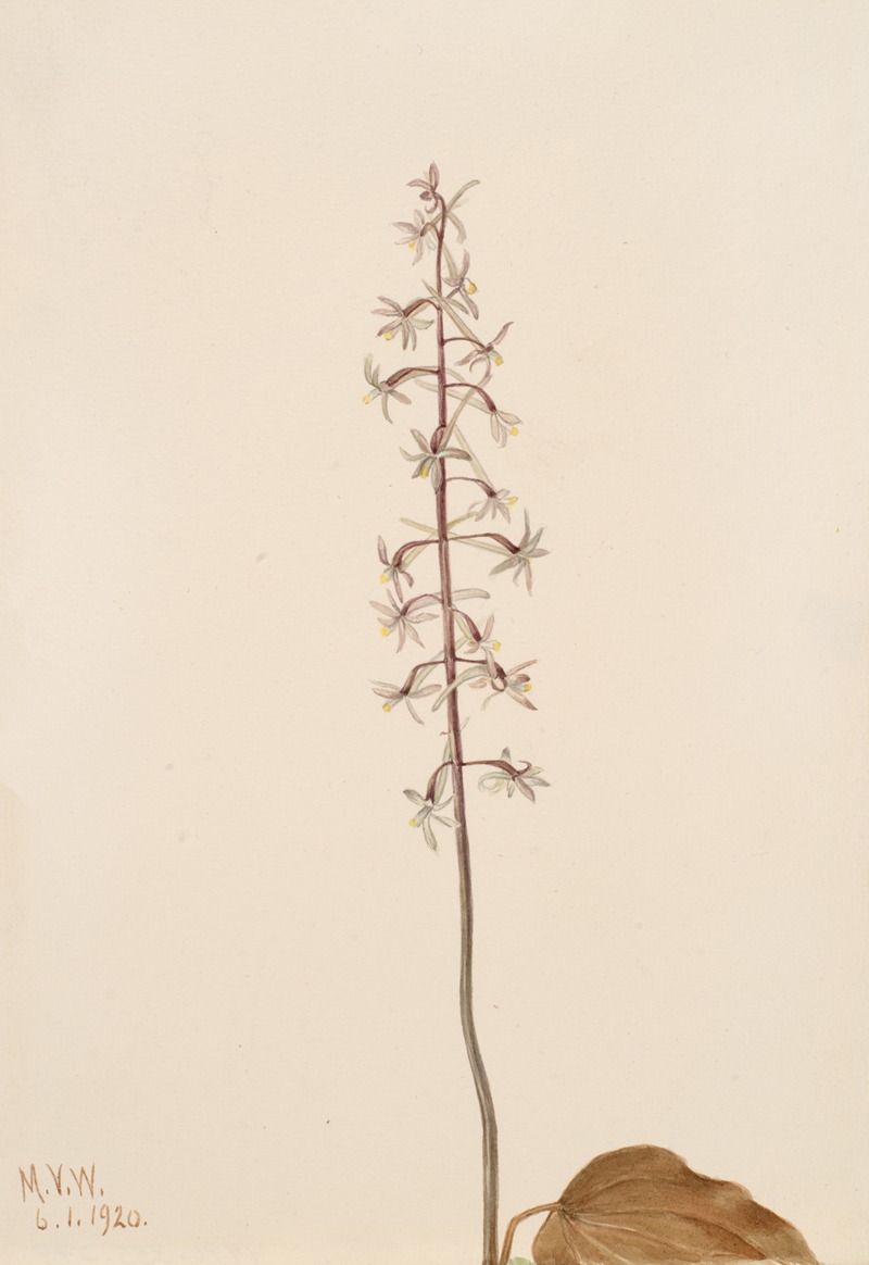 Crane-Fly Orchis (Tipularia uniflora) by Мэри Вокс Уолкотт, 1920 — digital art print download
