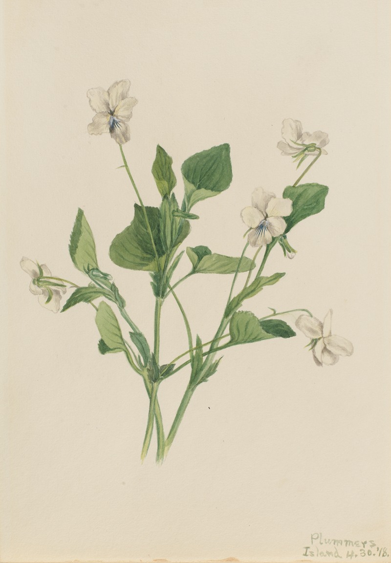 Cream Violet (Viola striata) by Мэри Вокс Уолкотт, 1918 — digital art print download