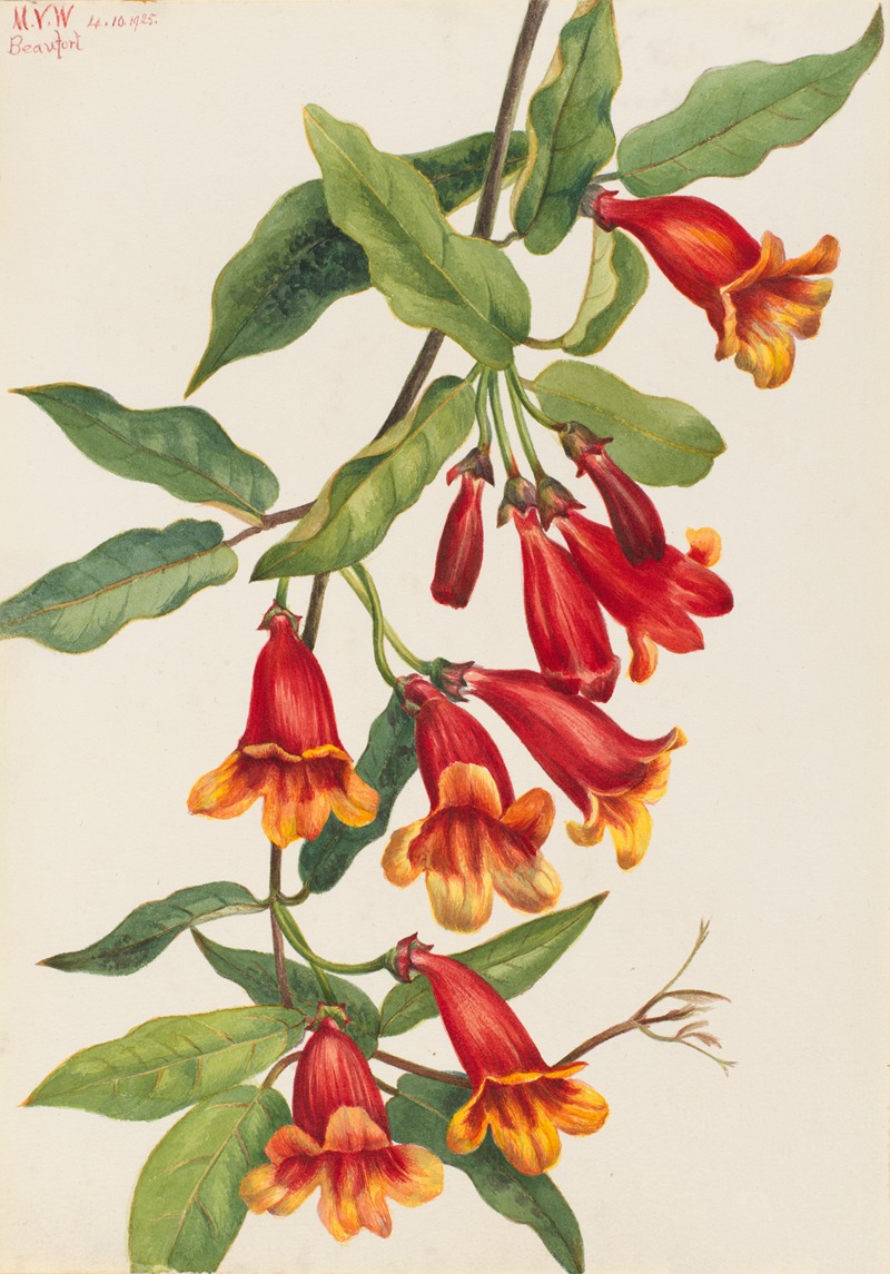 Crossvine (Anisostichus capreolatus) — Mary Vaux Walcott