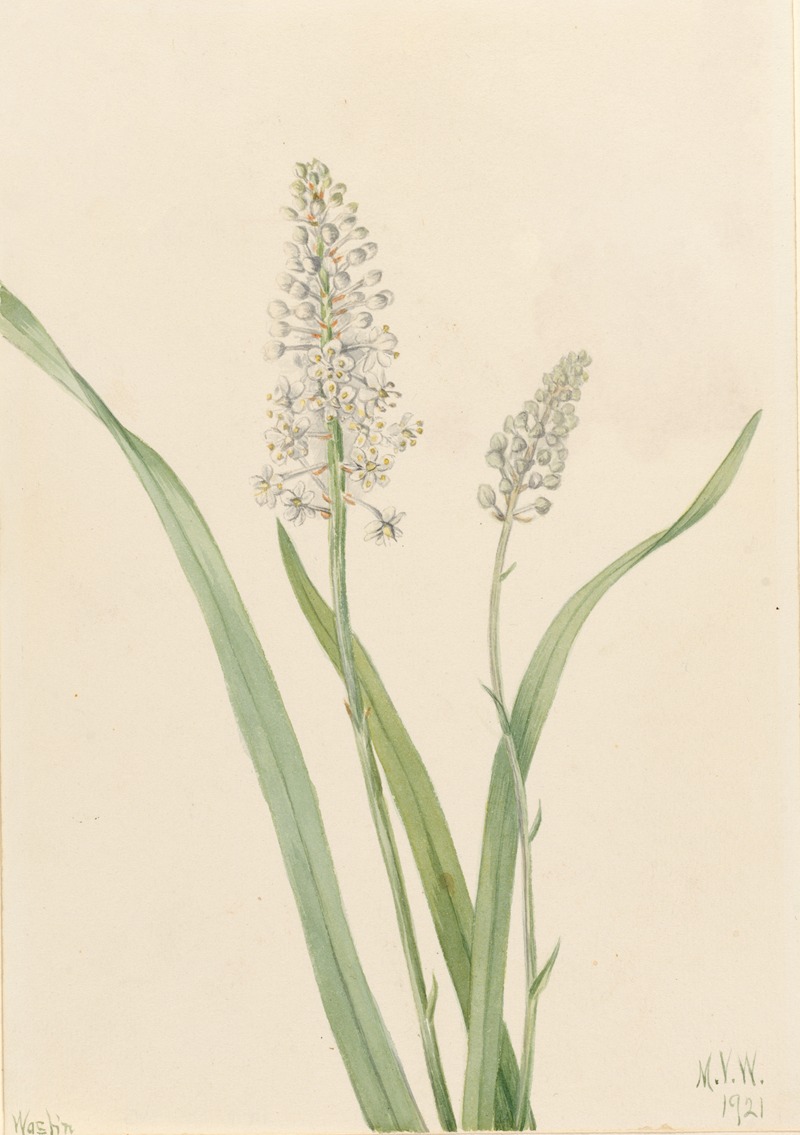 Crowpoison (Chrosperma muscaetoxicum) — Mary Vaux Walcott