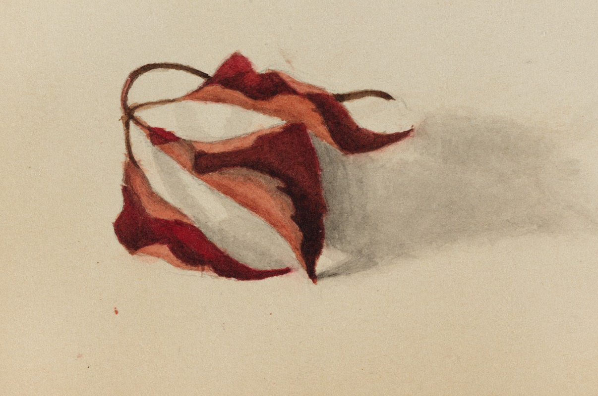 Curled Autumn Leaves by Мэри Вокс Уолкотт, 1872 — digital art print download