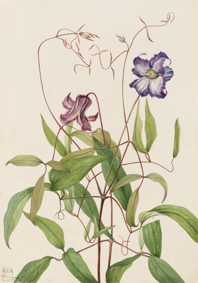Curly Clematis (Clematis crispa) by Мэри Вокс Уолкотт, 1925 — digital art print download