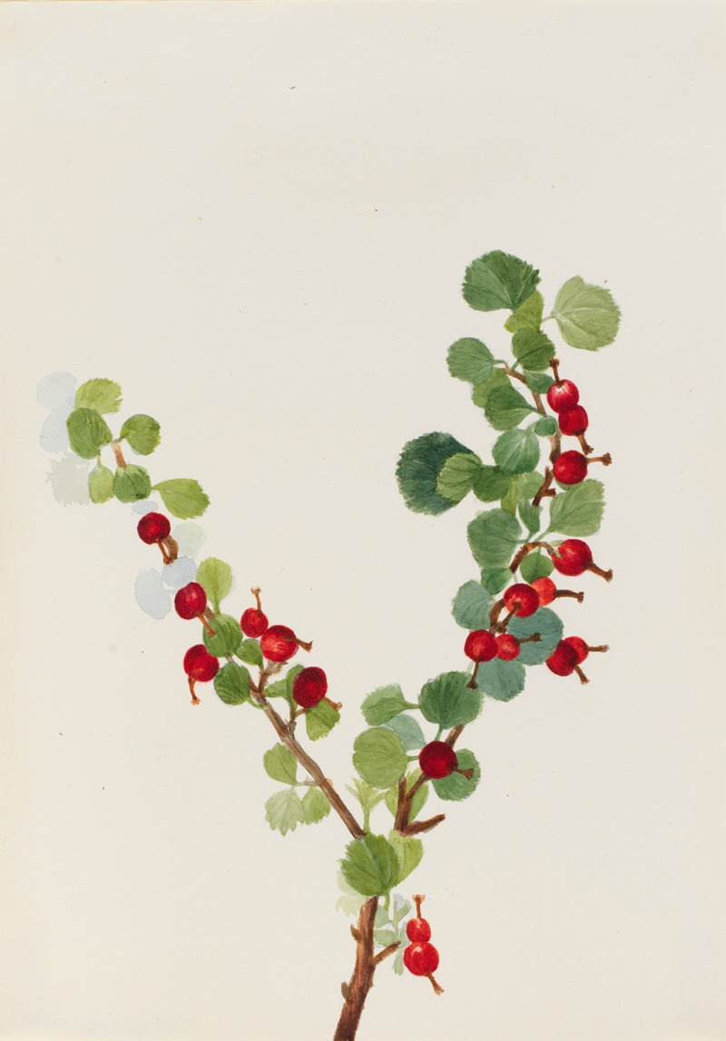 Currant (unfinished) by Мэри Вокс Уолкотт — digital art print download