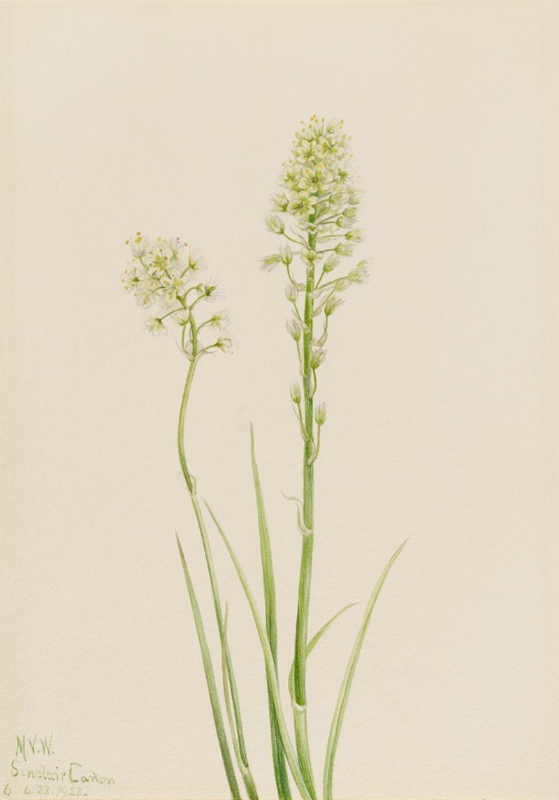 Death Camas (Zygadenus venenosus) by Мэри Вокс Уолкотт, 1923 — digital art print download