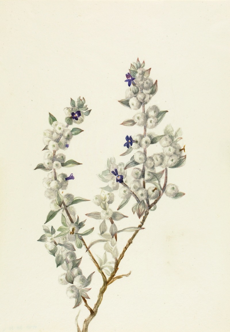 Death Valley Sage (Salvia funerea) by Мэри Вокс Уолкотт — digital art print download