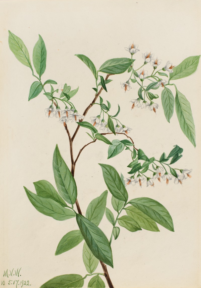 Deerberry (Polycodium stamineum) by Mary Vaux Walcott, 1922 — digital art print download