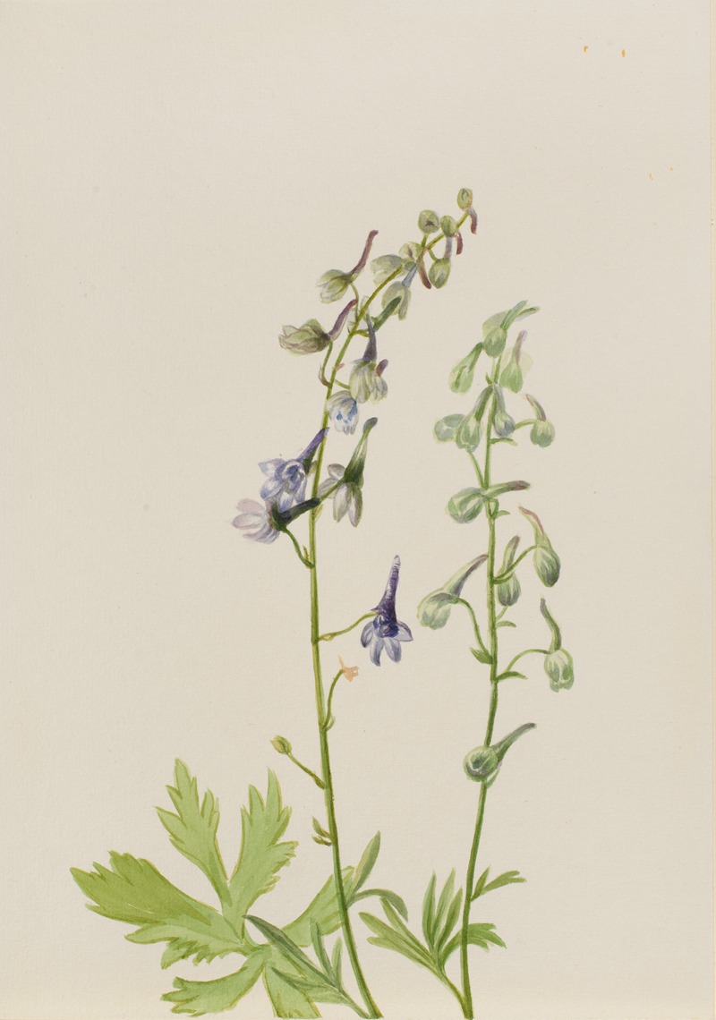 Delphinium (Delphinium scopulorum) by Мэри Вокс Уолкотт — digital art print download
