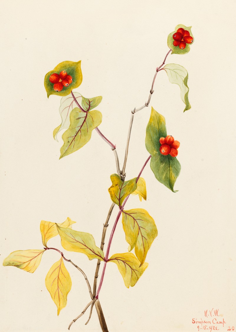 Douglas Honeysuckle (Lonicera glaucescens) — Mary Vaux Walcott