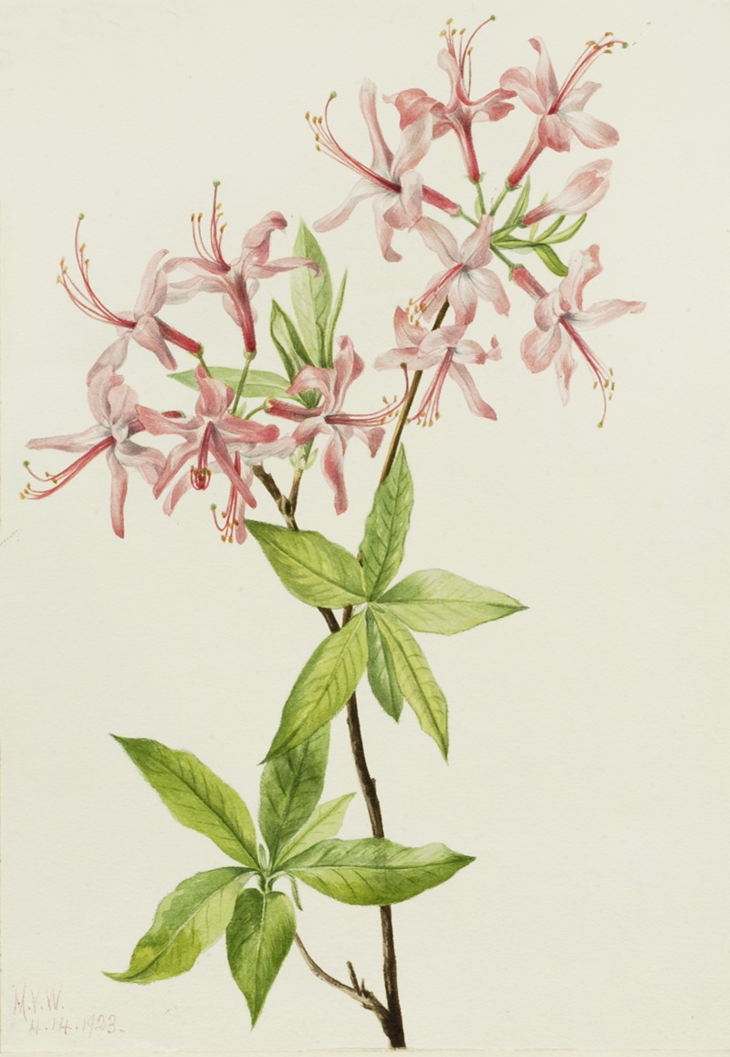 Downy Pinxter Bloom (Azalea rosea) — Mary Vaux Walcott