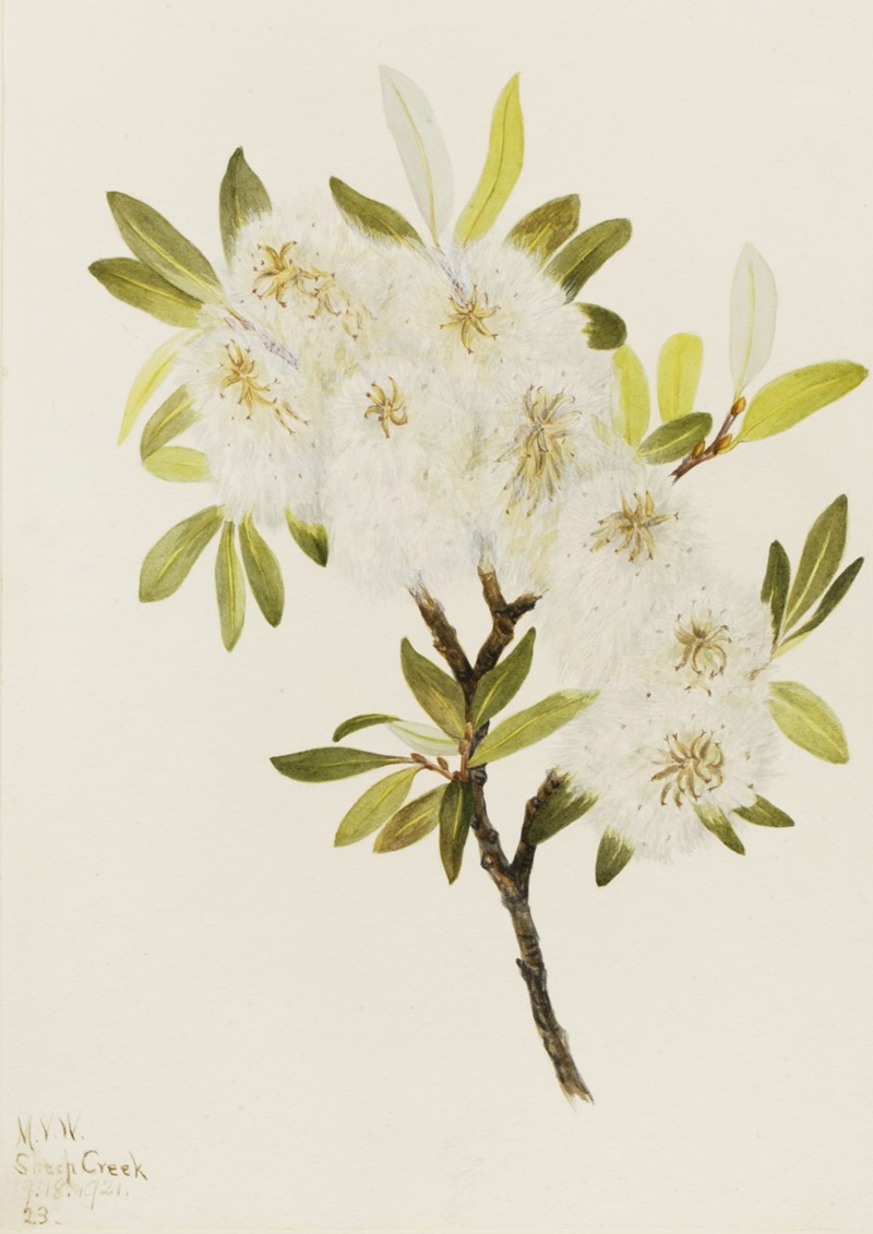 Drummond Willow (Salix drummondiana) — Mary Vaux Walcott