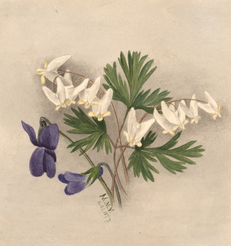 Dutchman's Breeches (Bikukulla cucullaria) by Мэри Вокс Уолкотт, 1877 — digital art print download