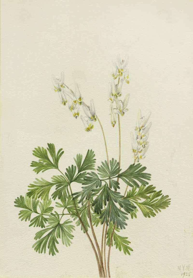 Dutchman's Breetches (Bikukulla cucullaria) by Мэри Вокс Уолкотт, 1925 — digital art print download