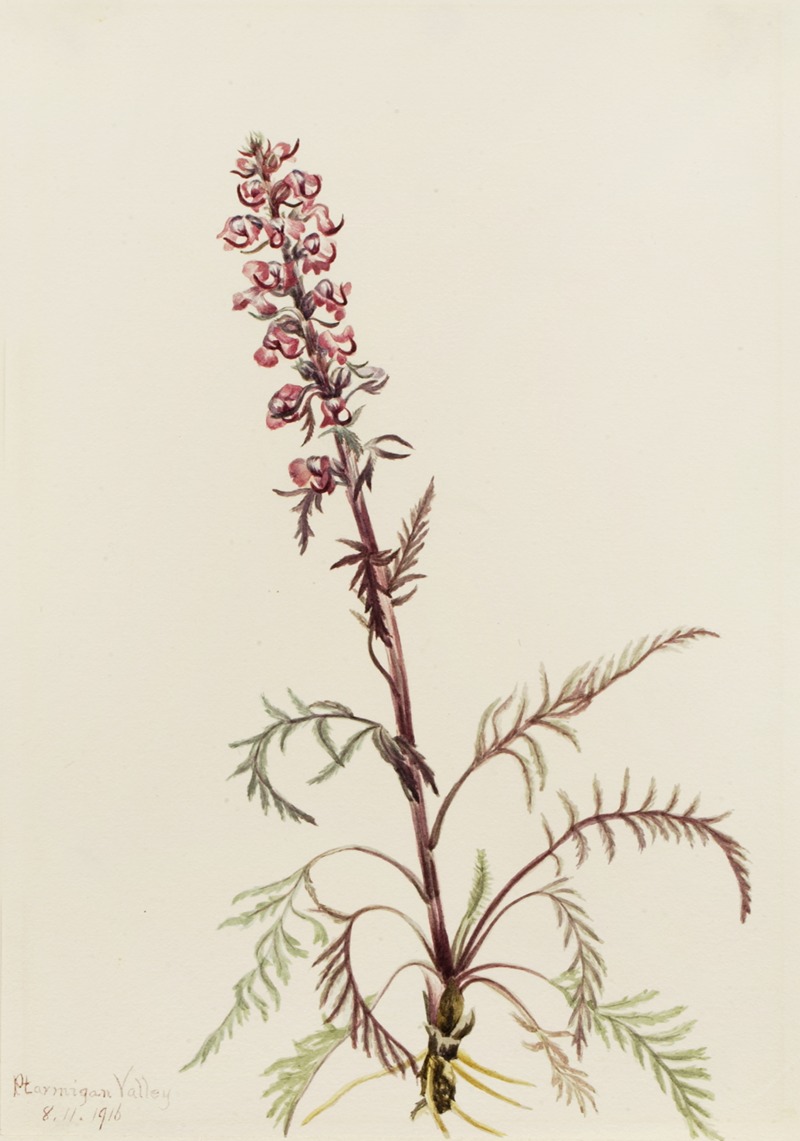 Elephanthead (Pedicularis groenlandica) — Mary Vaux Walcott