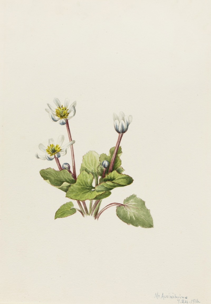 Elkslip (Caltha leptosepala) by Мэри Вокс Уолкотт, 1916 — digital art print download