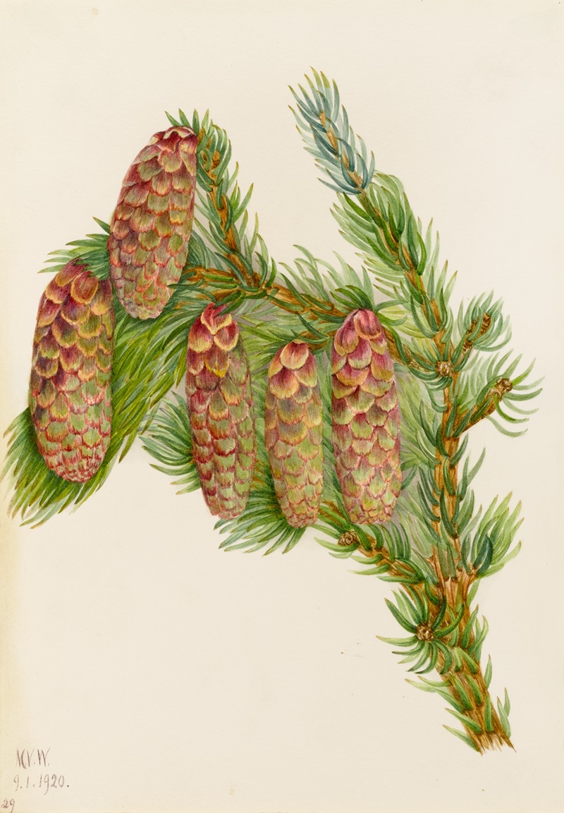 Engelmann Spruce (Picea engelmanni) by Мэри Вокс Уолкотт, 1920 — digital art print download