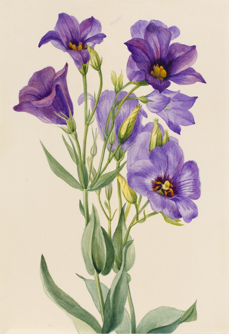 Eustoma russelianum by Mary Vaux Walcott — digital art print download
