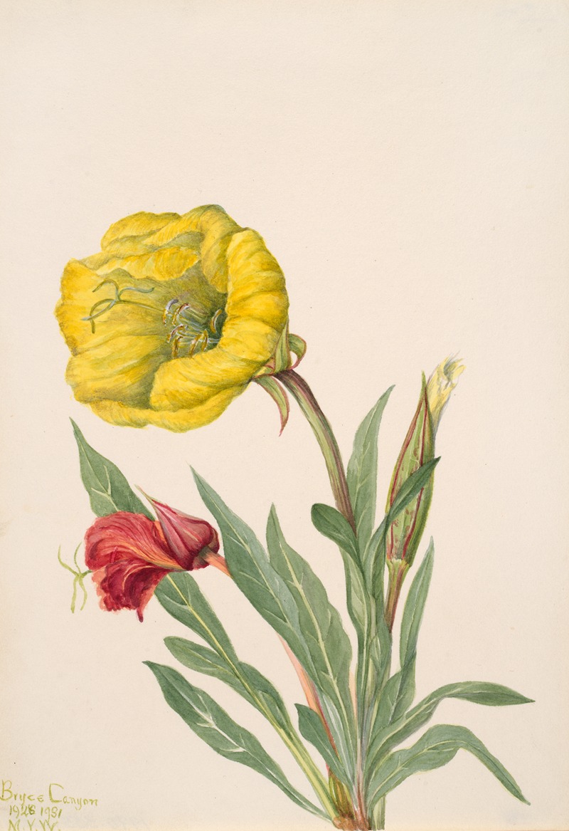 Evening Primrose (Oenothera howardi) by Мэри Вокс Уолкотт, 1928-1931 — digital art print download