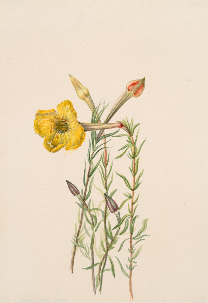 Evening Primrose (Oenothera lavandalaefolia) — Мэри Вокс Уолкотт