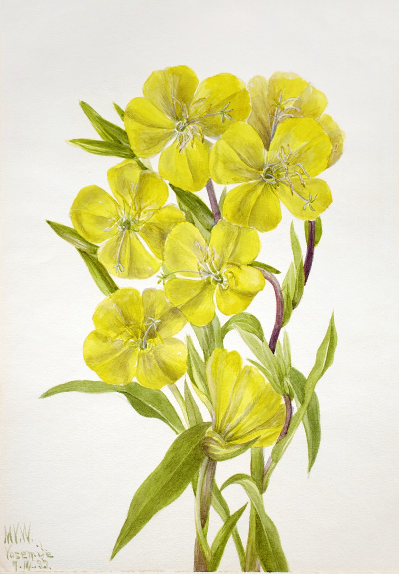 Evening Primrose (Oenothera) by Mary Vaux Walcott, 1933 — digital art print download