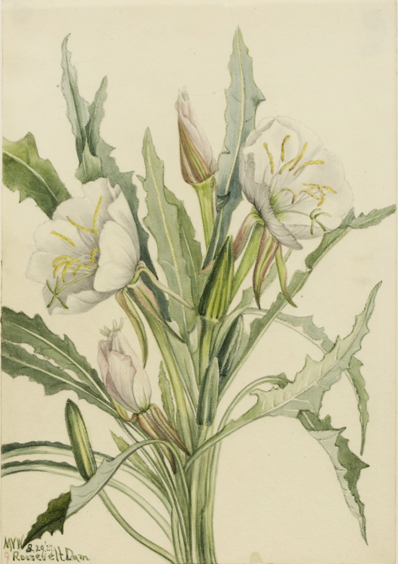 Evening Primrose (Pachyoplus hirsutus) by Мэри Вокс Уолкотт, 1927 — digital art print download