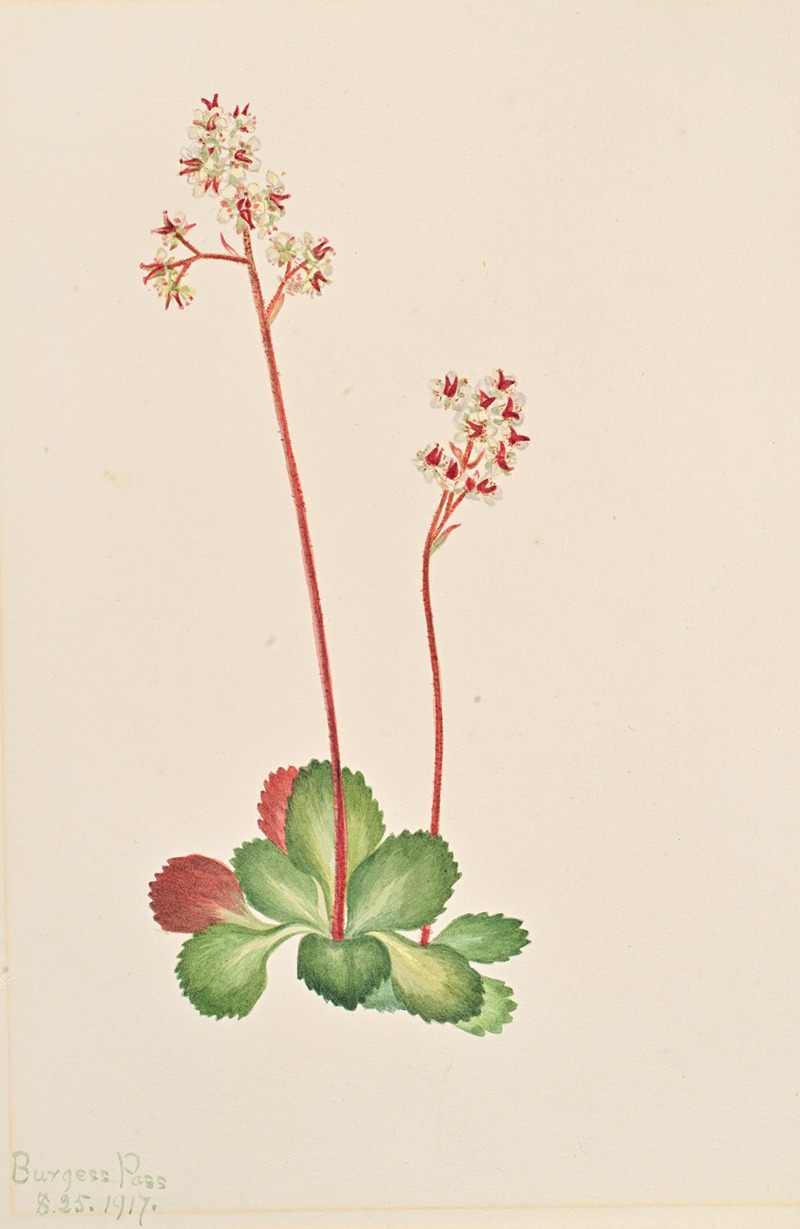 Evergreen Saxifrage (Leptarrhena pyrolifolia) — Мэри Вокс Уолкотт