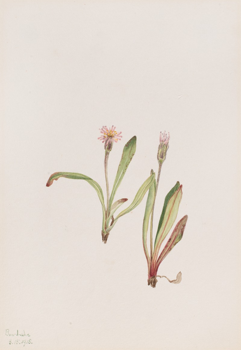 False Dandelion (Agoseris carnea) by Мэри Вокс Уолкотт, 1918 — digital art print download