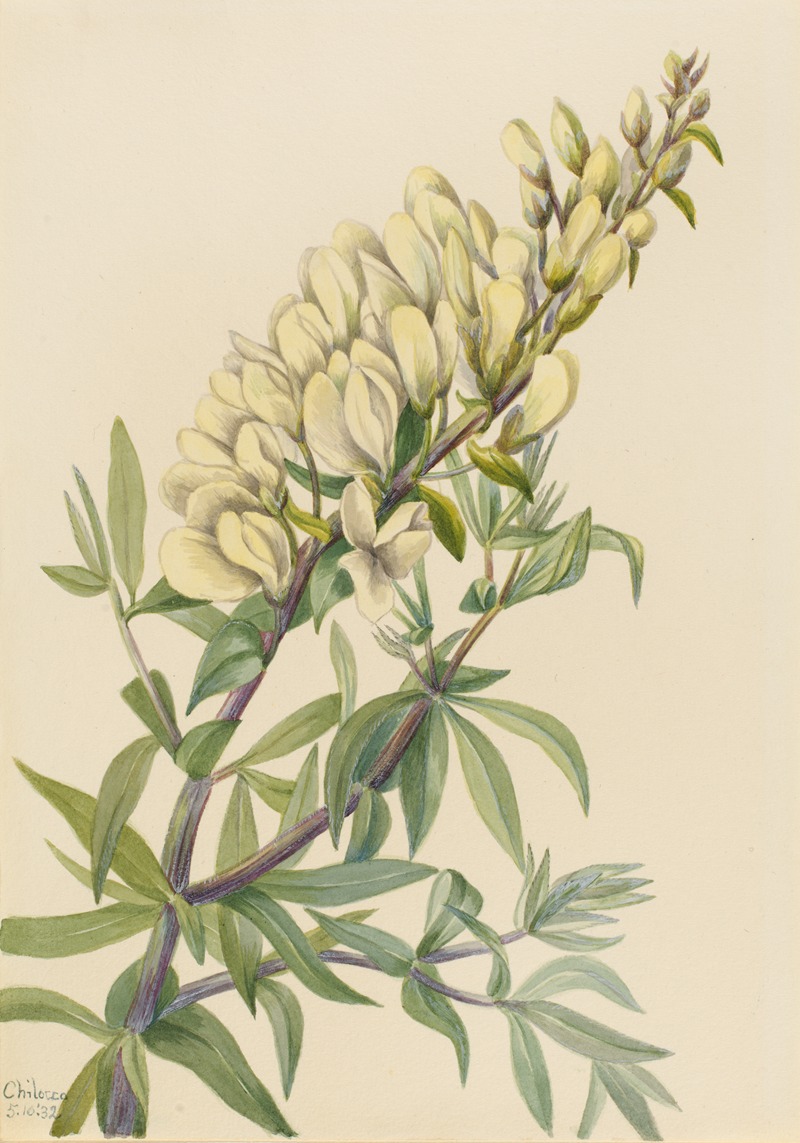 False Indigo (Baptista bructeata) by Мэри Вокс Уолкотт, 1932 — digital art print download