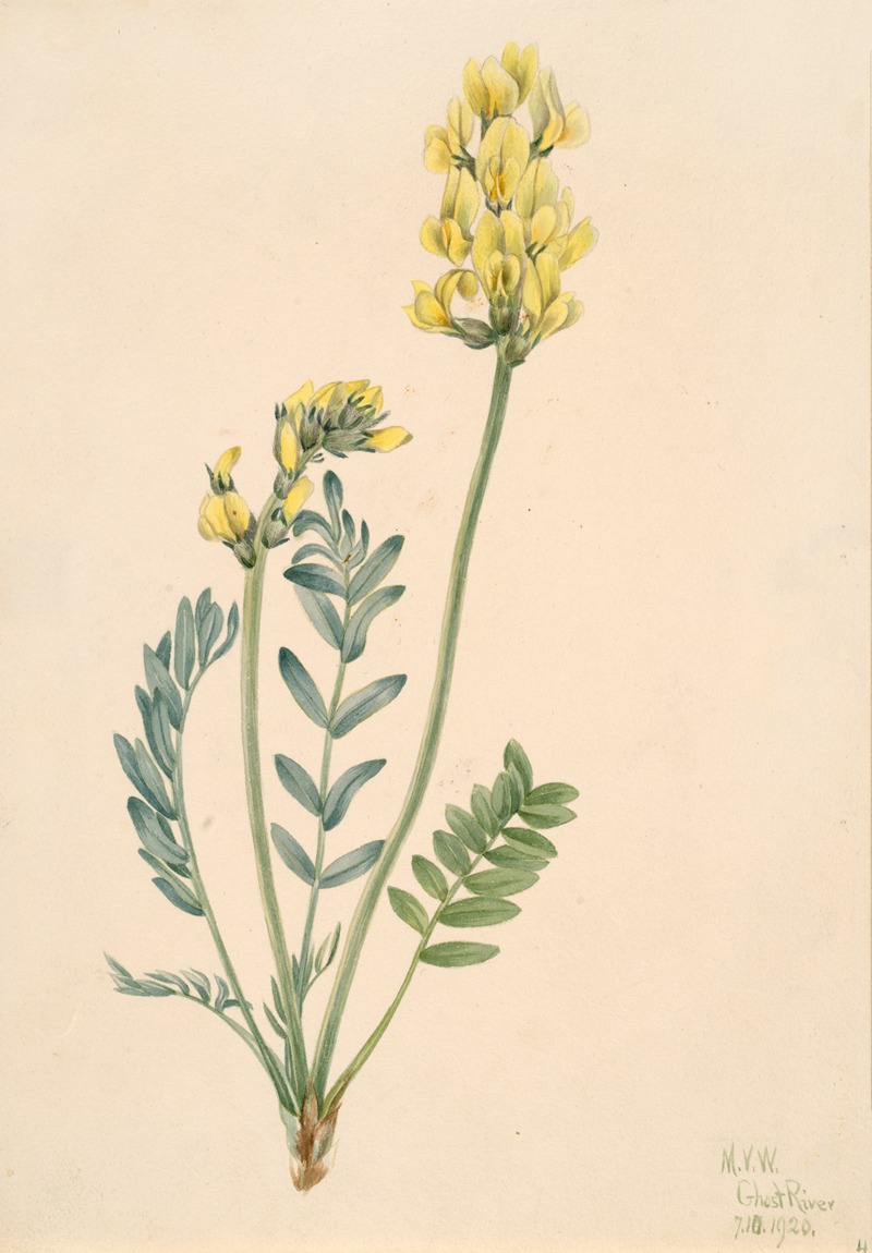 False Locoweed (Oxytropia gracilis) by Мэри Вокс Уолкотт, 1920 — digital art print download