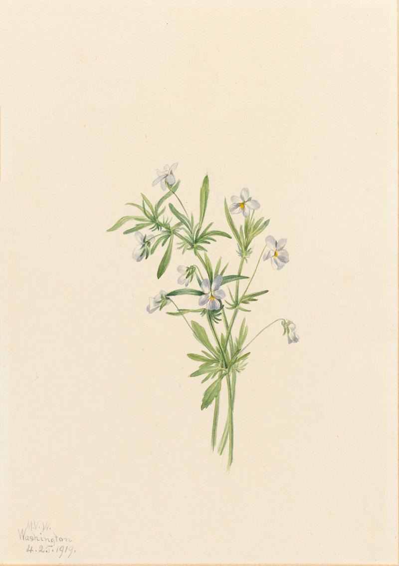 Field Violet (Viola rafinesquii) by Мэри Вокс Уолкотт, 1919 — digital art print download