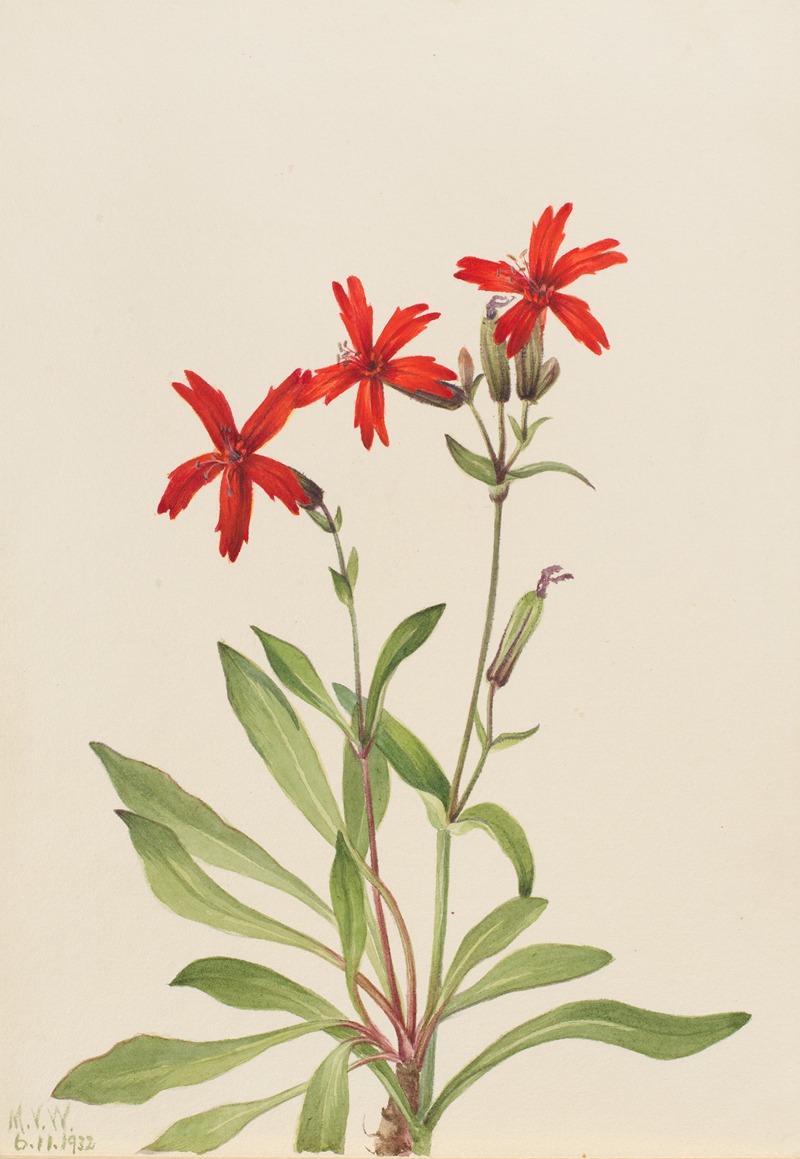 Fire Pink (Silene virginica) by Мэри Вокс Уолкотт, 1932 — digital art print download