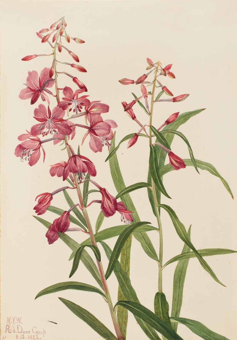 Fireweed (Epilobium angustifolium) by Мэри Вокс Уолкотт, 1922 — digital art print download