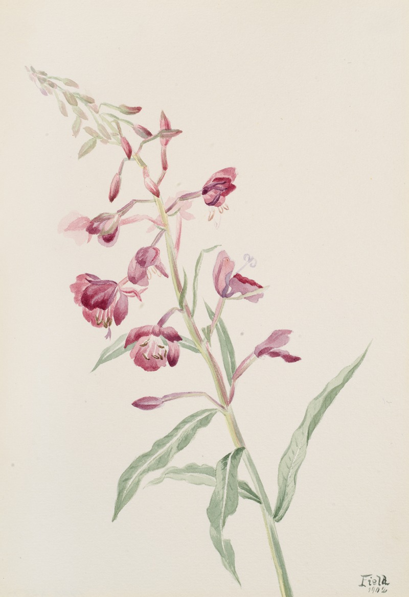 Fireweed (Epilobium angustifolium) by Мэри Вокс Уолкотт, 1902 — digital art print download
