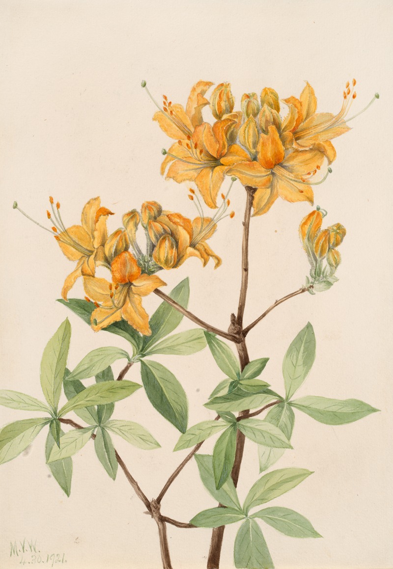Flame Azalea (Azalea lutea) by Мэри Вокс Уолкотт, 1921 — digital art print download