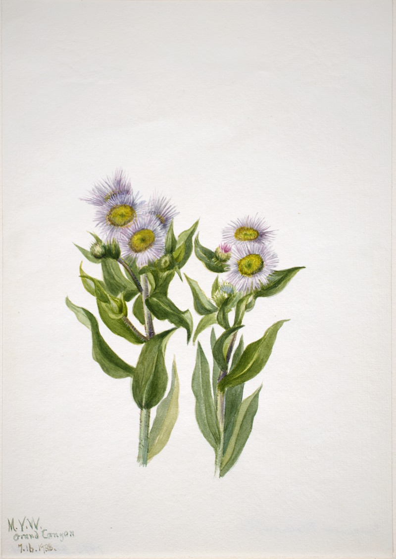 Fleabane (Erigeron macranthus) by Мэри Вокс Уолкотт, 1938 — digital art print download