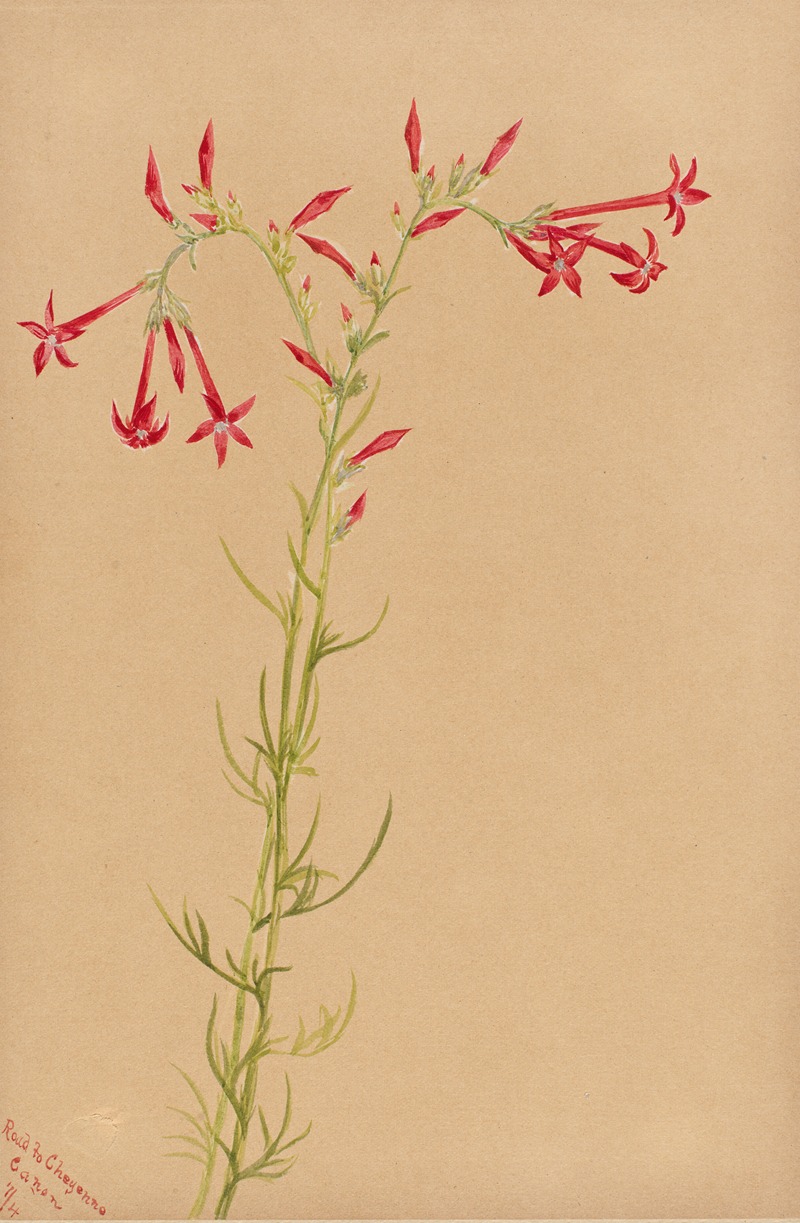 Flower Study by Мэри Вокс Уолкотт, 1883 — digital art print download