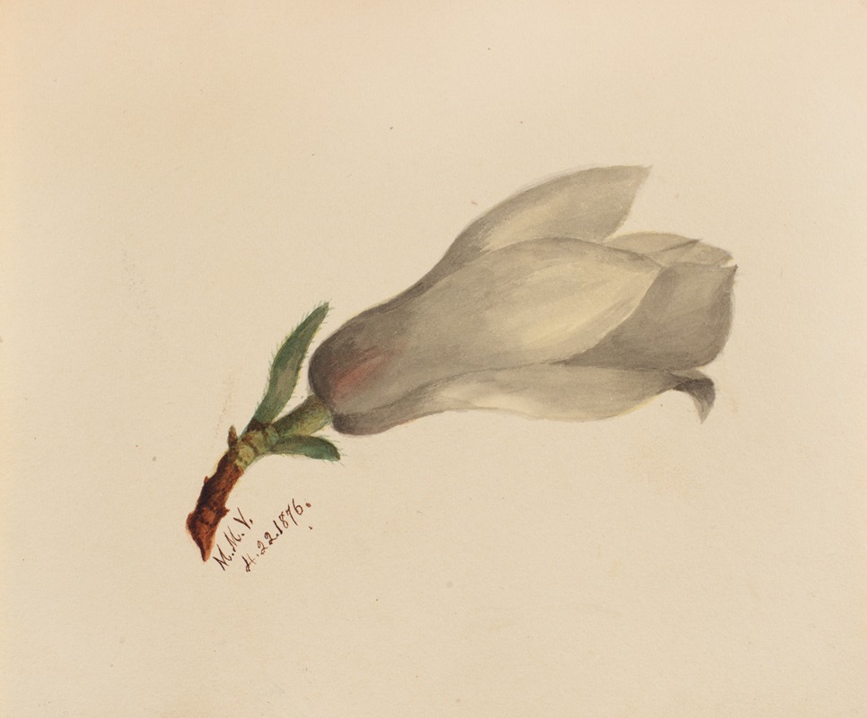 Flower Study by Mary Vaux Walcott — digital art print download