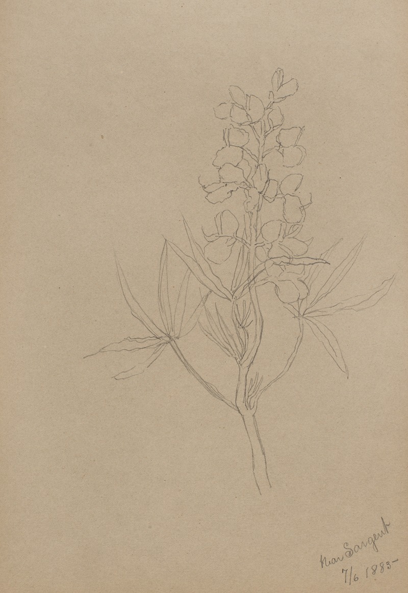 Flower Study by Mary Vaux Walcott, 1883 — digital art print download