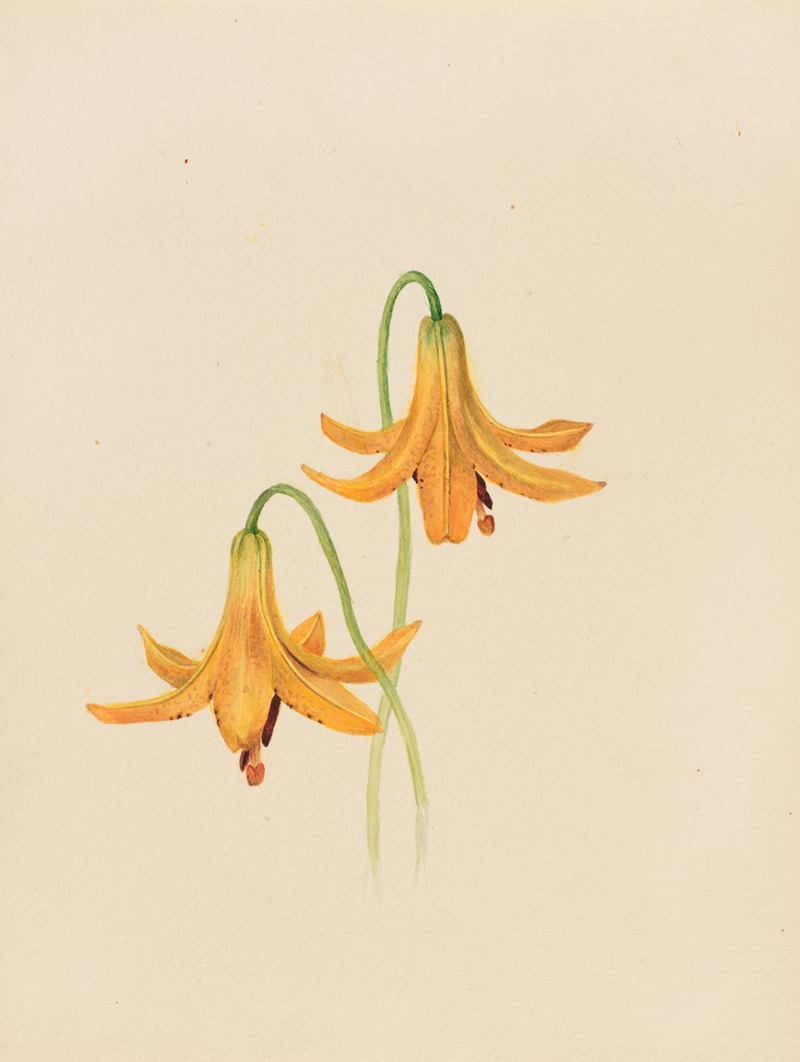 Flower Study by Мэри Вокс Уолкотт — digital art print download
