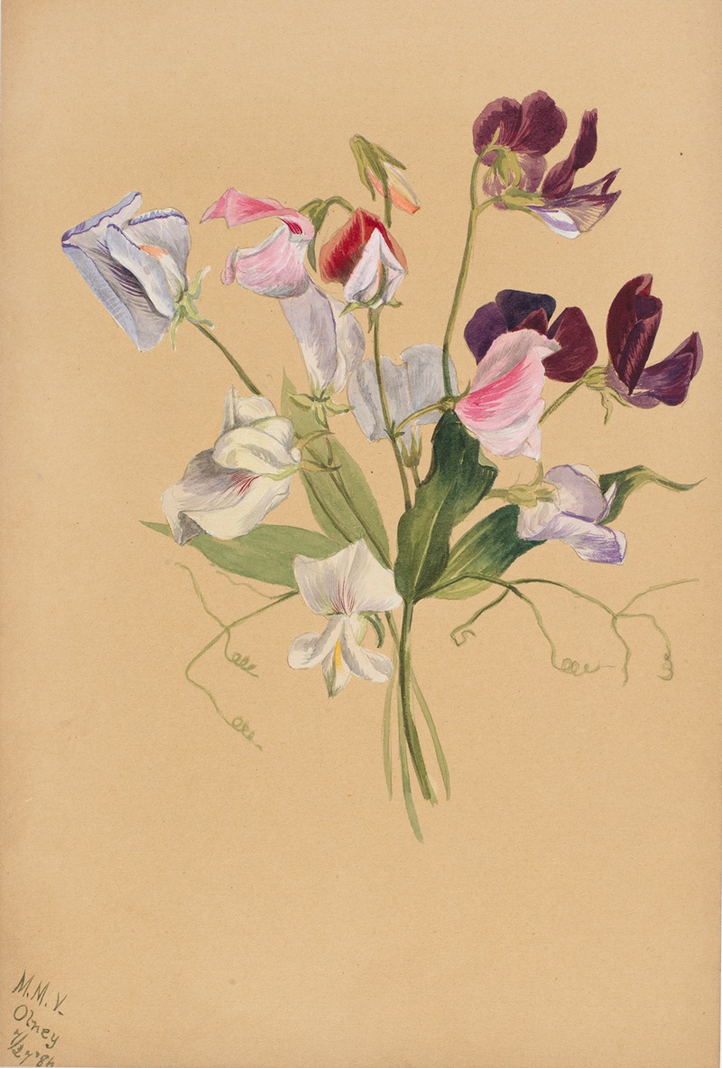 Flower Study by Mary Vaux Walcott, 1886 — digital art print download