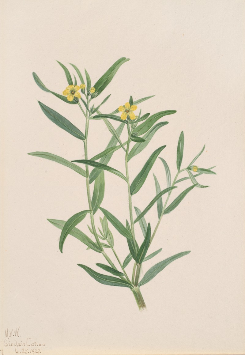 Flower Study by Мэри Вокс Уолкотт, 1923 — digital art print download