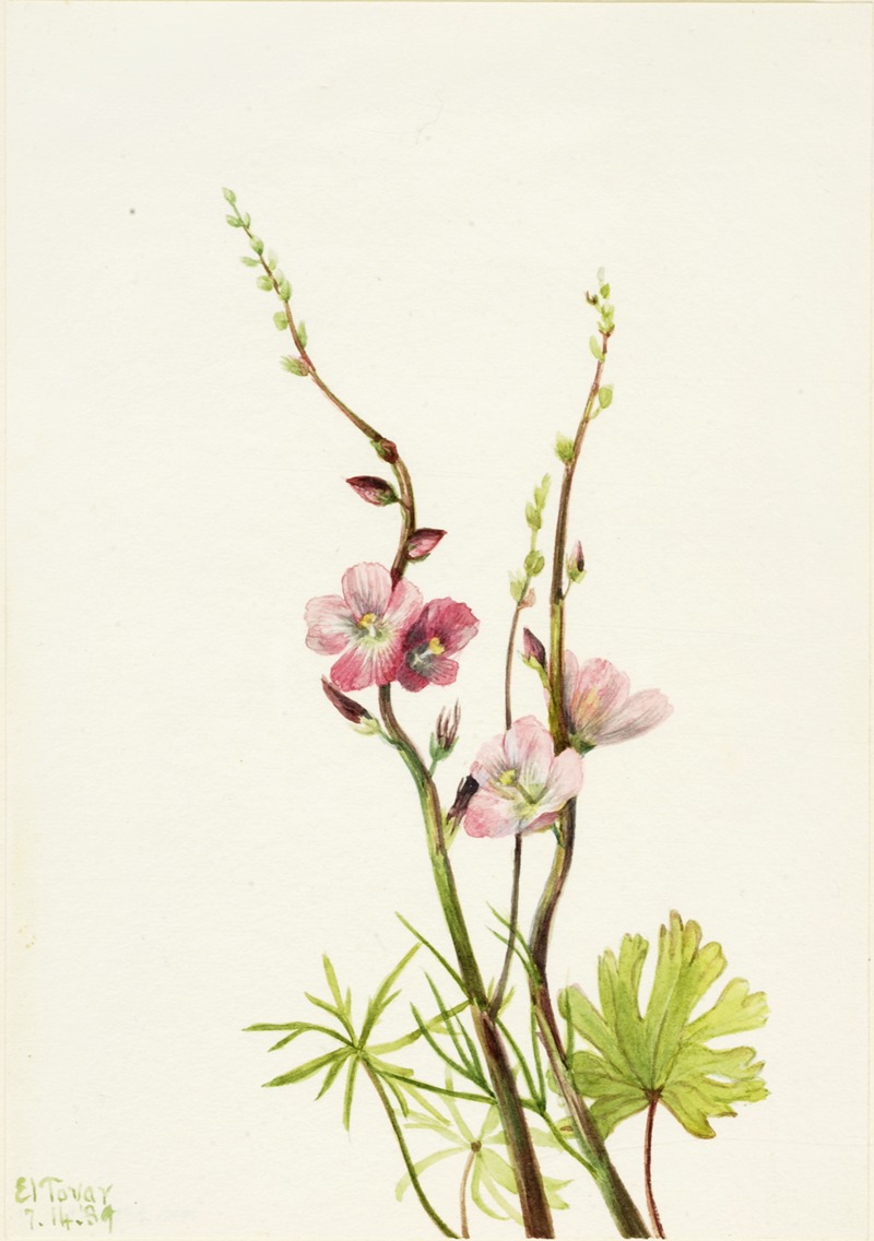 Flower Study by Mary Vaux Walcott, 1939 — digital art print download